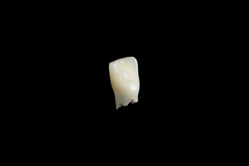 Real tooth on a Black background