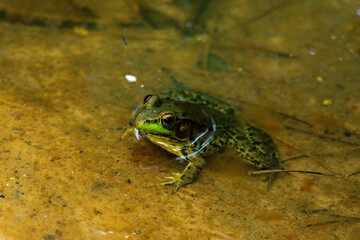 frog in the pond