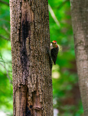 Obraz premium Red crown woodpecker perched on a tree in a thick forest hunting for food