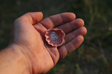 One sea shell in hand