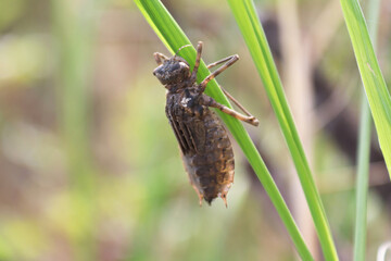 Closeup of a dragonfly nymph climbing up on grass