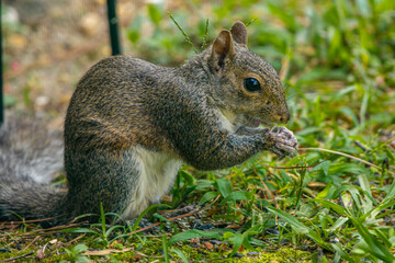 Naklejka na ściany i meble Cute backyard grey squirrel stealing nuts and seeds from the bird feeders