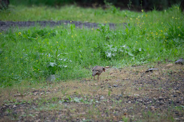 deer in the field