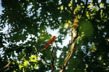 Red Summer Tanager perched on a branch hunting for its next meal