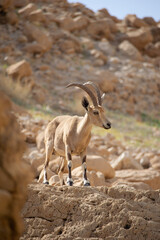 mountain goat on the rocks