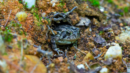 Cute toad peeking outside of the entrance way of its home 