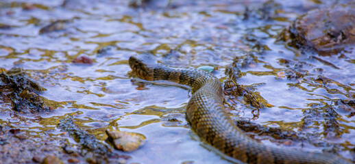Brown water snake swimming 