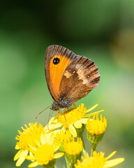 Orange tip on common ragwort