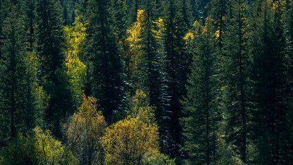 Autumn bright yellow forest in the Altai Republic, Russia.