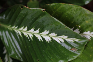 Maranta (Marantaceae) leaf. Green and white leaf in a rainy day