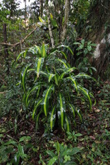Dracaena in the middle of a florest in a rainy day. 