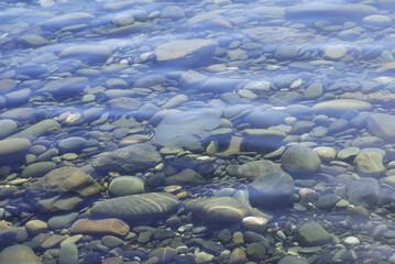 Large white jellyfish on the seashore, nature.
