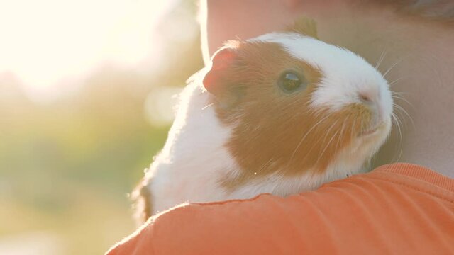 Close-up view 4k stock video portrait of cute fluffy domestic animal (home pet) in hands of owner isolated on sunny magic backlight of sunset sun and green summer nature green bokeh background