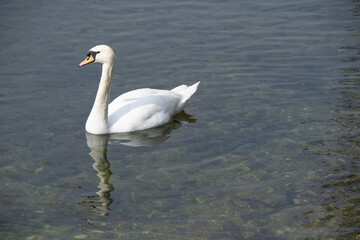 Fototapeta na wymiar swan on the lake
