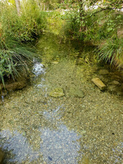  landscape of a river or pond with fish and abundant vegetation