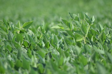 crops crop soybean fields farms food 