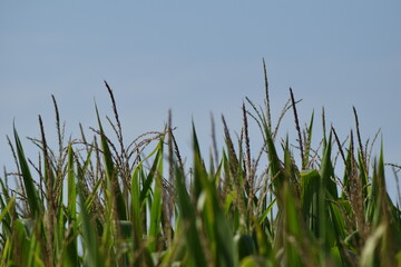 corn field farm harvest