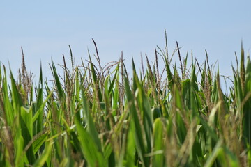 corn field farm harvest