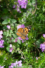 Obraz premium butterfly on flower