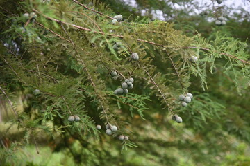 Bald cypress (Taxodium distichum) nuts. Cupressaceae deciduous conifer。