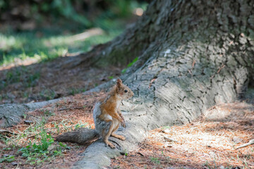 red squirrel close-up sitting by a tree