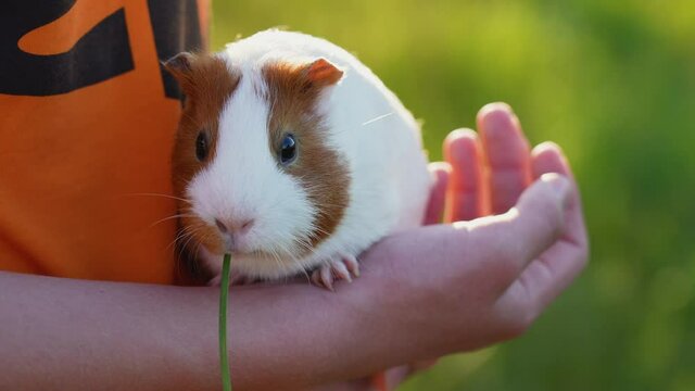 Close-up view 4k stock video portrait of cute fluffy domestic animal (home pet) in hands of owner isolated on sunny magic backlight of sunset sun and green summer nature bokeh background