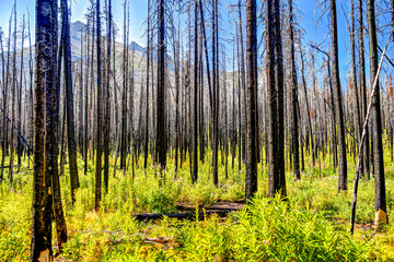 New growth and charred remains of a forest be-felled by fire in Waterton Lake Alberta