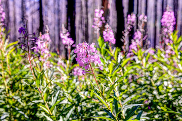 New growth and charred remains of a forest be-felled by fire in Waterton Lake Alberta