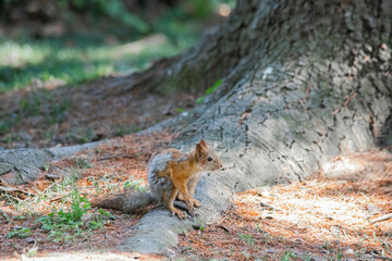 red squirrel close-up sitting by a tree