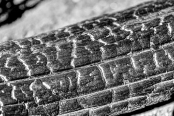 New growth and charred remains of a forest be-felled by fire in Waterton Lake Alberta