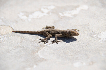 lizard on a stone
