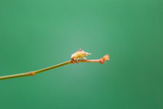 Uma cochonilha caminhando em uma planta com o fundo verde claro.
