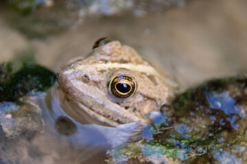 frog in the water