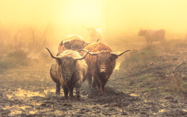 Group of highland cows in the woods on misty weather