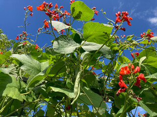 Scarlet Runner beans, also known as phaseolus coccineus