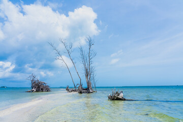Fototapeta premium Dead trees on a desert island in the Atlantic Ocean. White sand and turquoise water