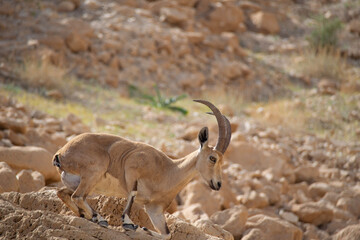 mountain goat in the wild