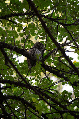 bird on a tree