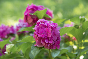 pink flowers hydrangea close up in greenery