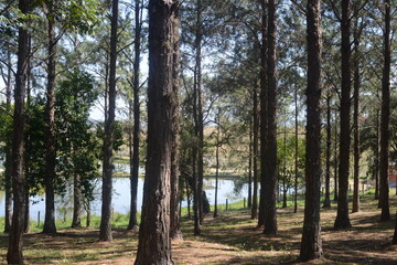 Natureza flores bosque