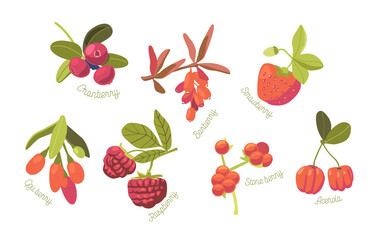 Set of Seasonal Summer Garden and Wild Berries Strawberry, Cranberry, Raspberry and Stone Berry with Acerola and Goji