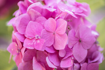 pink flowers hydrangea close up in greenery