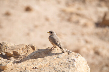 red backed shrike