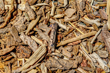 Close up of beach wood on the shores of Waterton Lake in southern Alberta