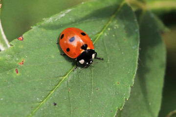 Fototapeta premium Macro of a ladybug sitting on a green leaf