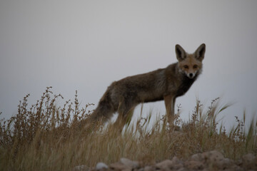 black backed jackal