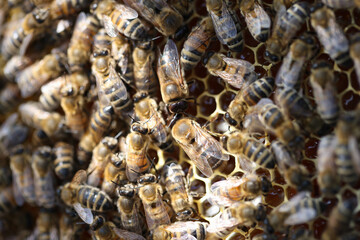 Honey bees on honeycomb in apiary in summertime closeup