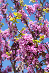 flowers in spring