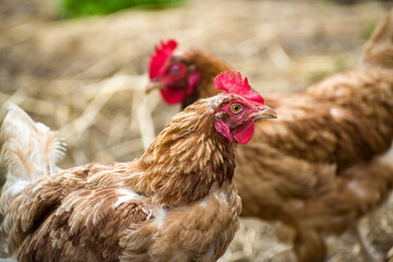 variegated chicken in the foreground and shallow depth of field in the back