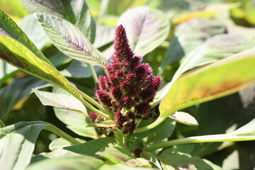 Obraz premium Burgundy celosia flower growing in garden closeup background